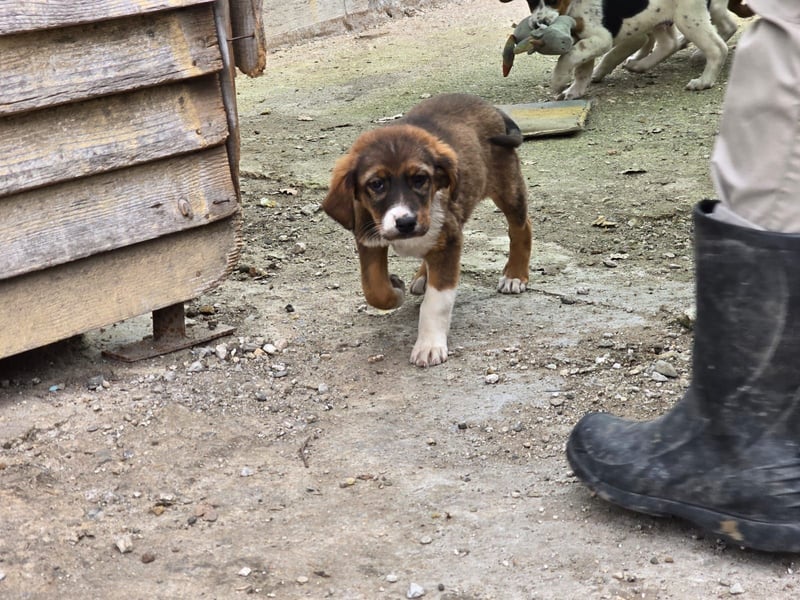 Chilli sucht ihren Menschen