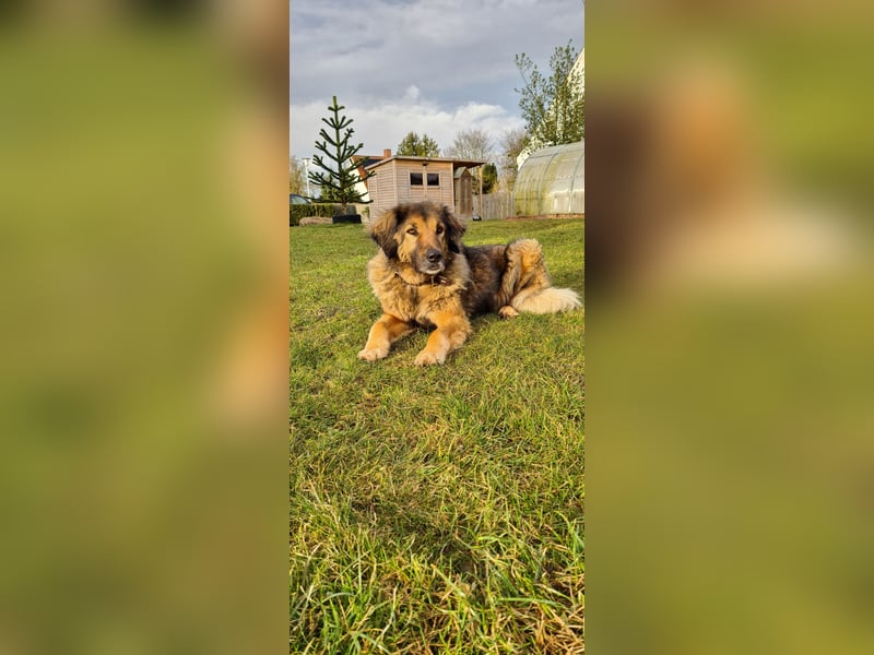 Senior Silas sucht seinen Ruhestand – ein souveräner Begleiter mit großem Herz