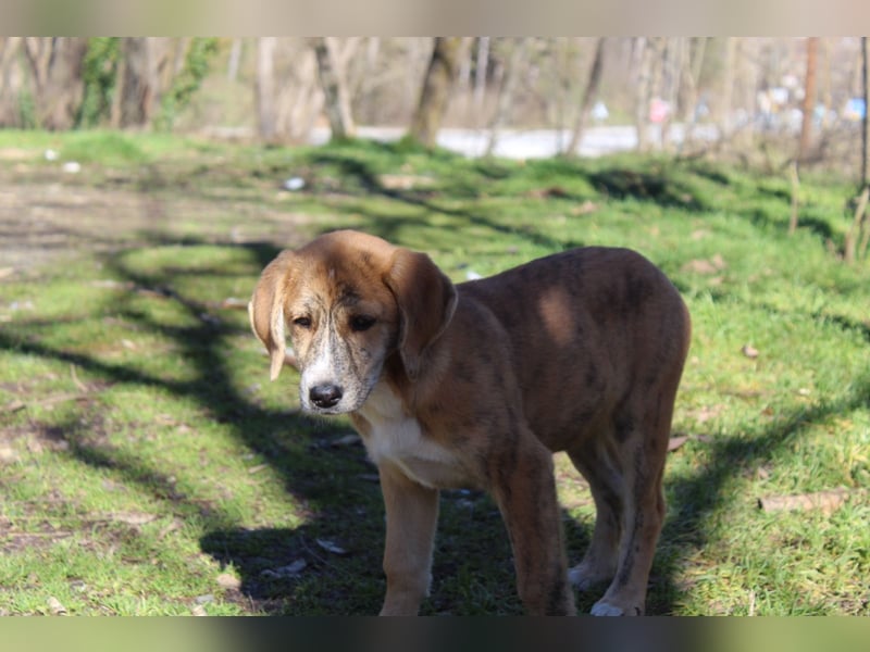 Vanilla - ein kleiner Sonnenschein auf vier Pfoten