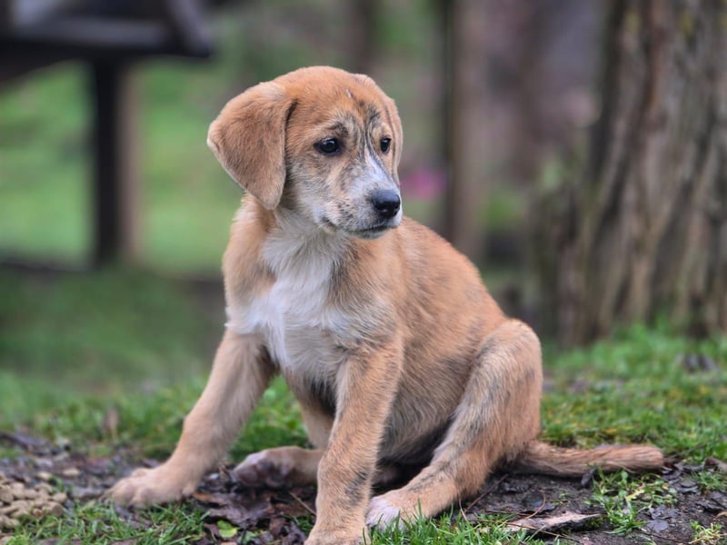Vanilla - ein kleiner Sonnenschein auf vier Pfoten