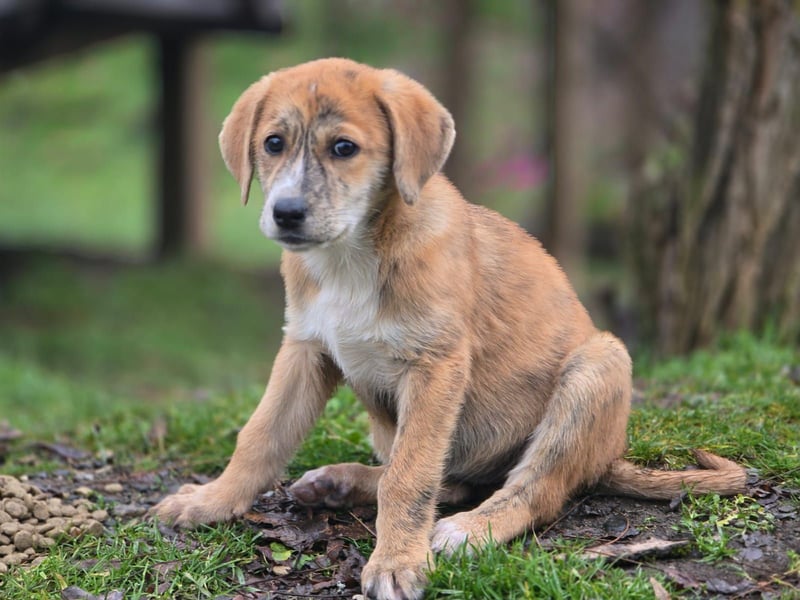 Vanilla - ein kleiner Sonnenschein auf vier Pfoten