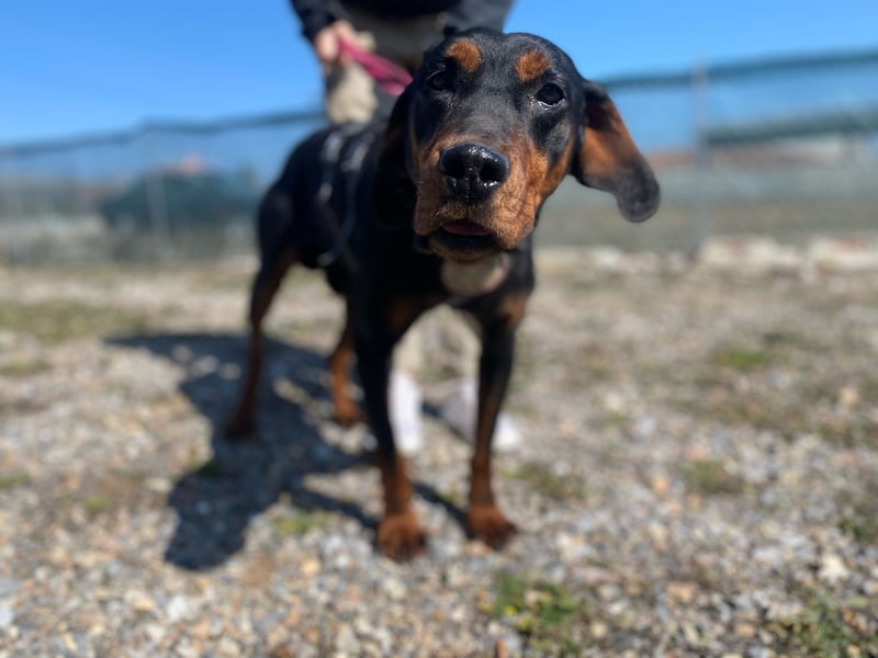 Fotis - sanfter Tanzbär voller Lebensfreude sucht sein Zuhause für immer!