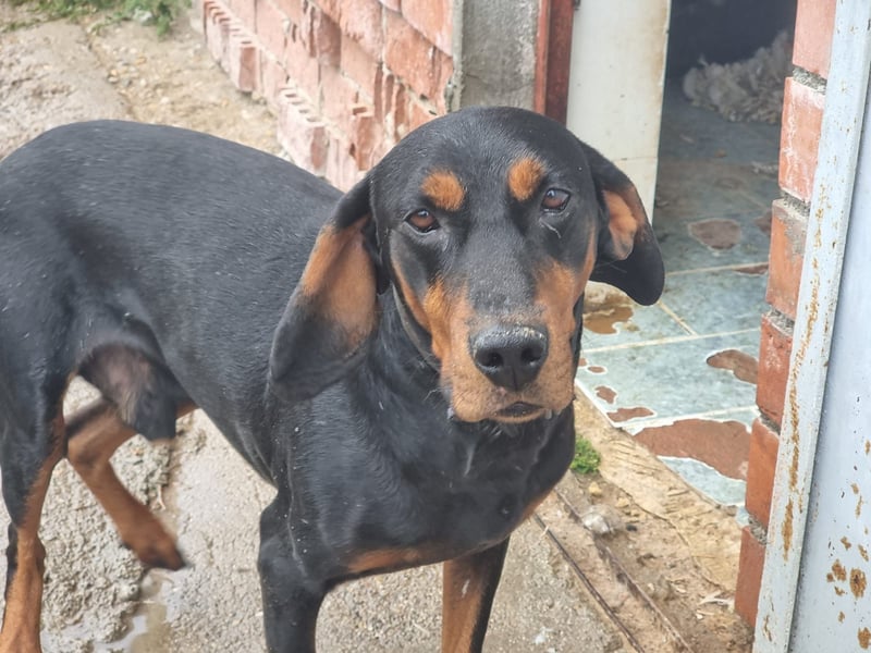 Fotis - sanfter Tanzbär voller Lebensfreude sucht sein Zuhause für immer!