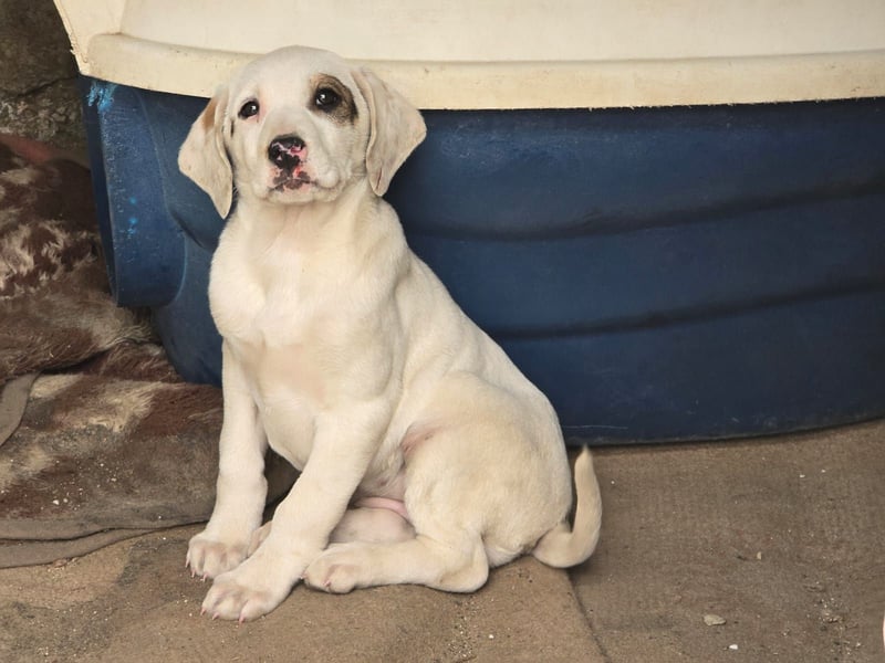 Snow -eine zarte Seele sucht ihr Glück