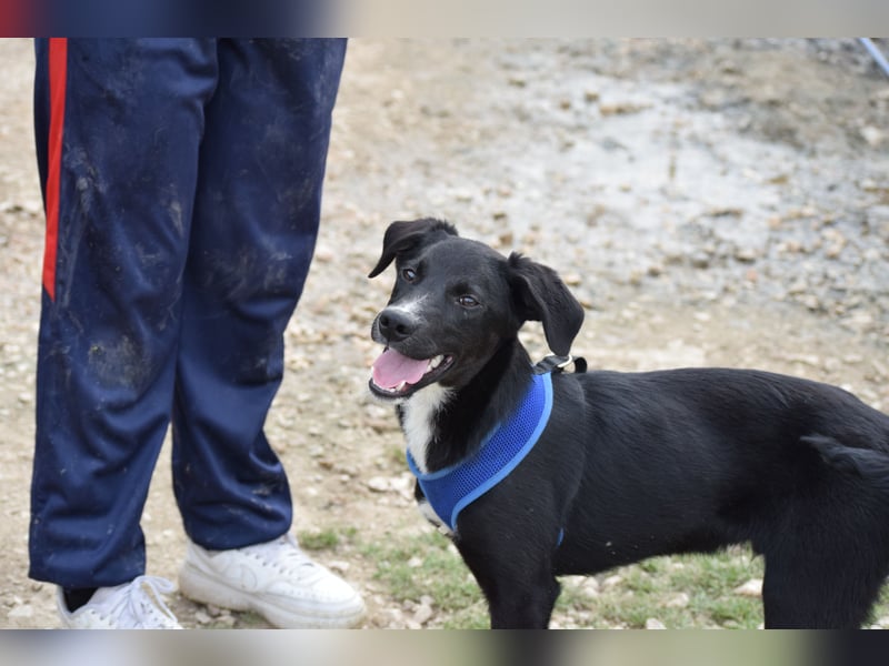 Ein Welpe voller Hoffnung und Energie