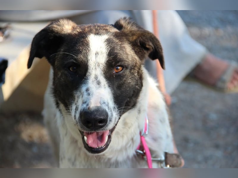 Trigona – neugieriges, kluges Hundemädchen mit großem Herz