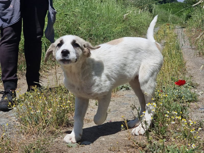 Meli – kleine Kämpferin mit großem Herzen sucht ihr Zuhause