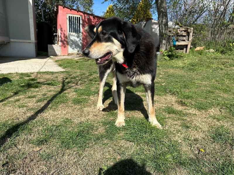 Rasvan - sanfter Riese sucht sein Glück