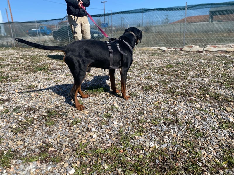 Fotis - sanfter Tanzbär voller Lebensfreude sucht sein Zuhause für immer!