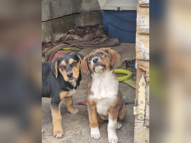 Chilli sucht ihren Menschen