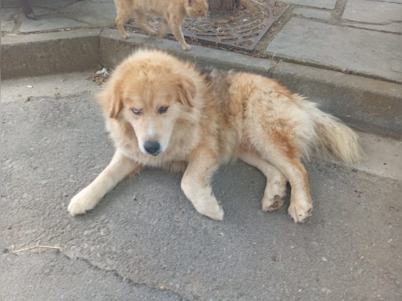 Leon – Ein sanfter Herzenshund mit ganz besonderen Augen