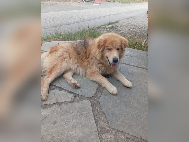 Leon – Ein sanfter Herzenshund mit ganz besonderen Augen