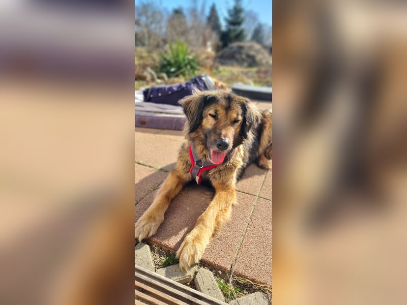 Senior Silas sucht seinen Ruhestand – ein souveräner Begleiter mit großem Herz