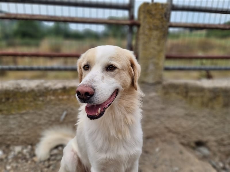 James - liebevolles Zuhause für ihn gesucht