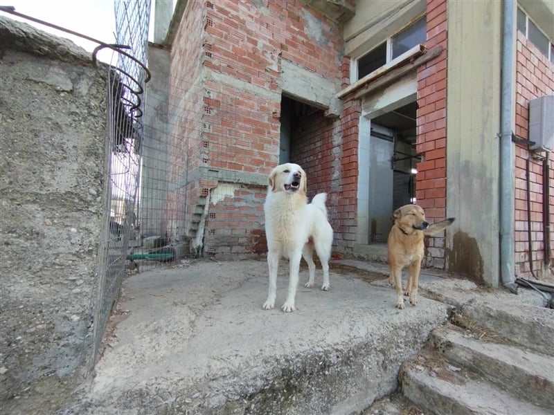 James - liebevolles Zuhause für ihn gesucht