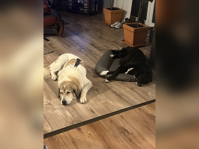 Gaia – eine treue Weggefährtin sucht ihr Für-immer-Zuhause