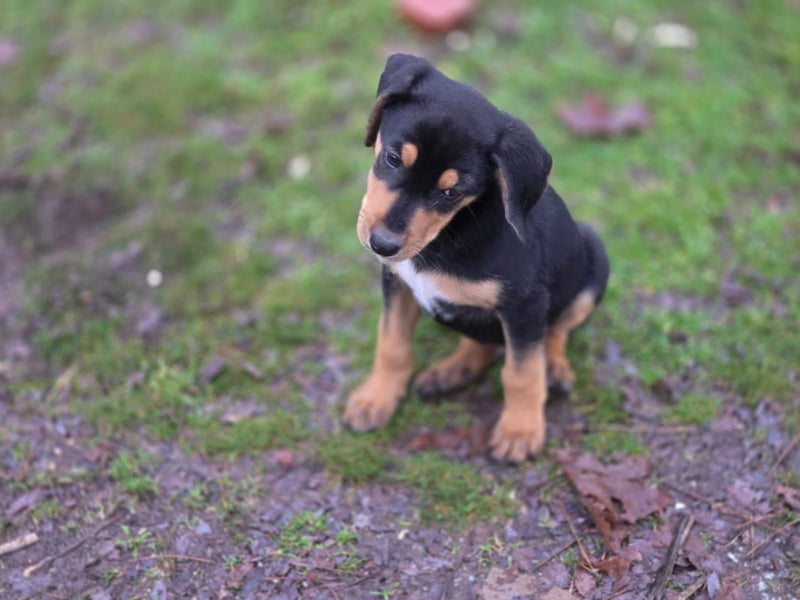 Cupcake - ein kleines Wunder mit großem Herzen