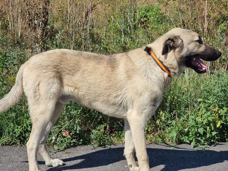 Nick – vom kleinen Kämpfer zum großen Herzenshund sucht seine Familie