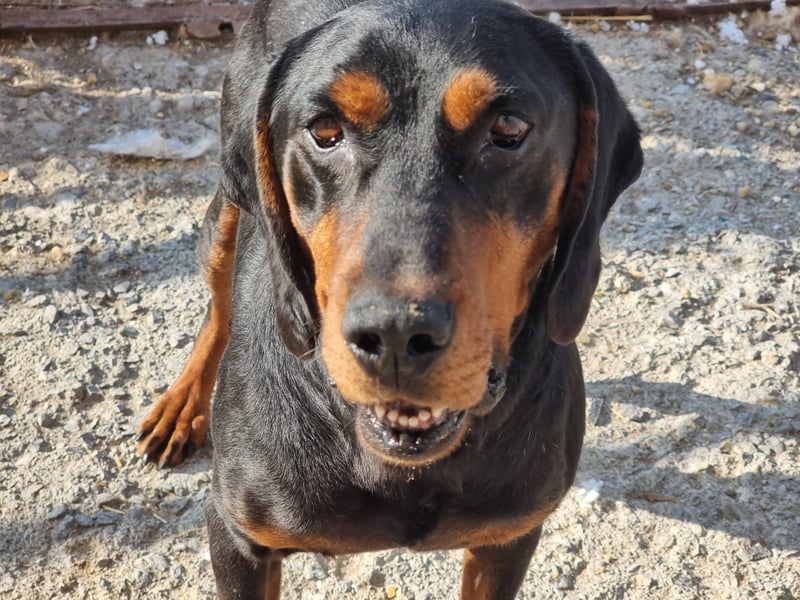 Fotis - sanfter Tanzbär voller Lebensfreude sucht sein Zuhause für immer!