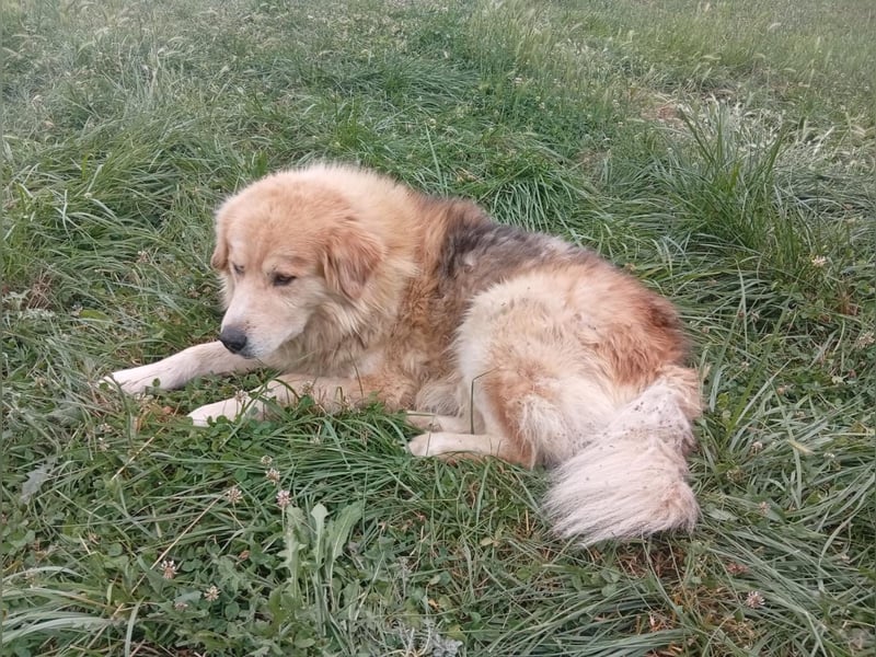 Leon – Ein sanfter Herzenshund mit ganz besonderen Augen