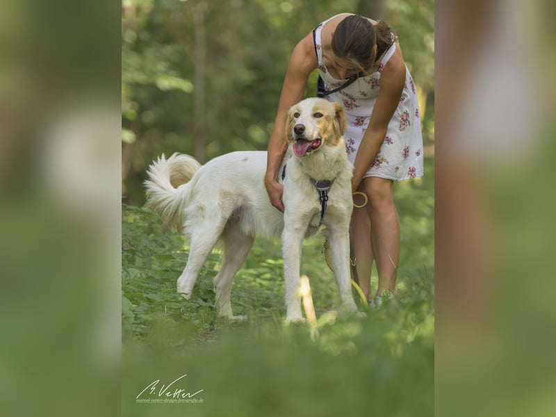 Ein cooler Typ - Attila wunderschön, stolz und selbstbewusst