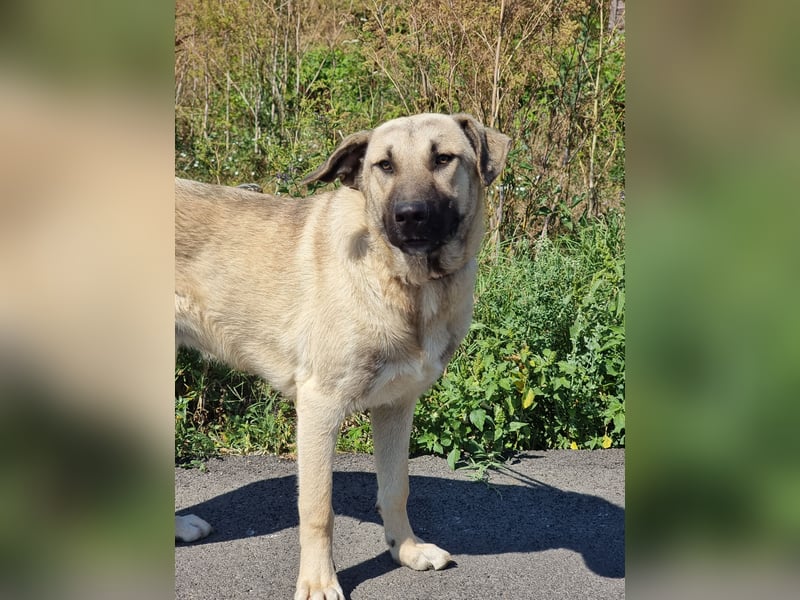 Nick – vom kleinen Kämpfer zum großen Herzenshund sucht seine Familie