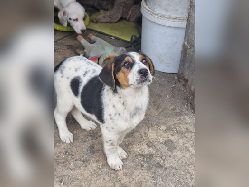 Mi - ein kleiner Bube sucht DICH