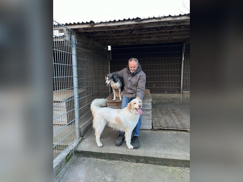 Ein cooler Typ - Attila wunderschön, stolz und selbstbewusst