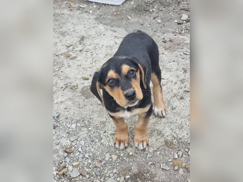 Potato – ein kleiner Charmeur sucht DICH