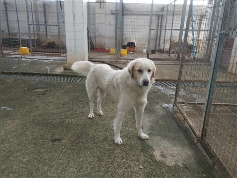 James - liebevolles Zuhause für ihn gesucht