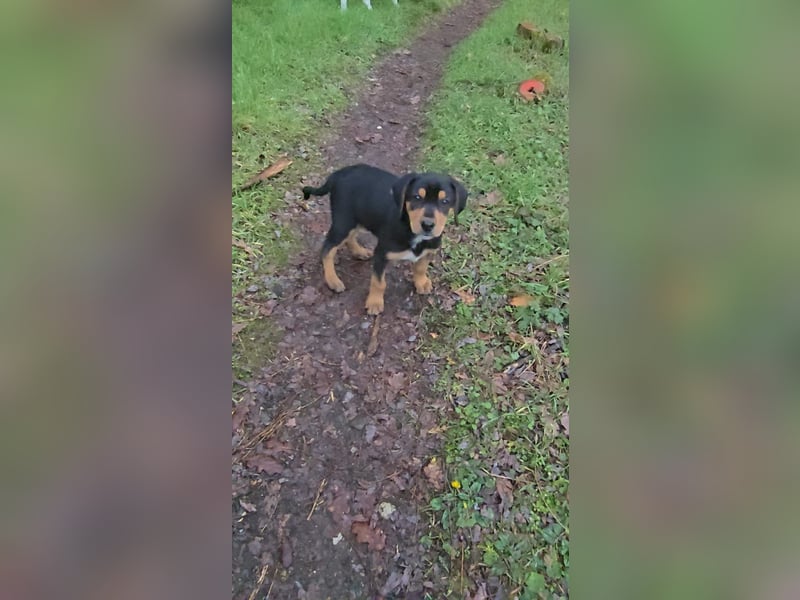 Cupcake - ein kleines Wunder mit großem Herzen