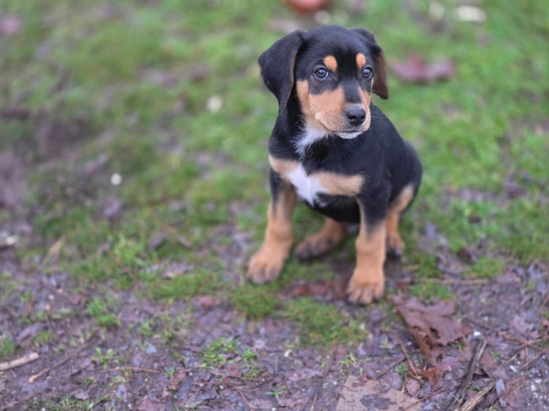 Cupcake - ein kleines Wunder mit großem Herzen