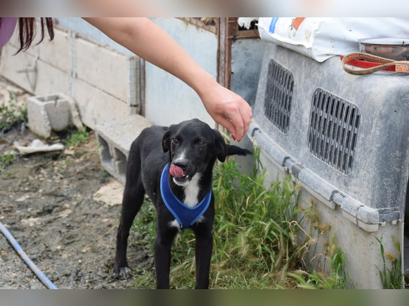 Ein Welpe voller Hoffnung und Energie