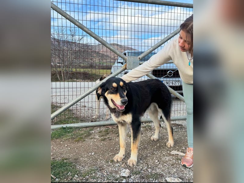 Rasvan - sanfter Riese sucht sein Glück