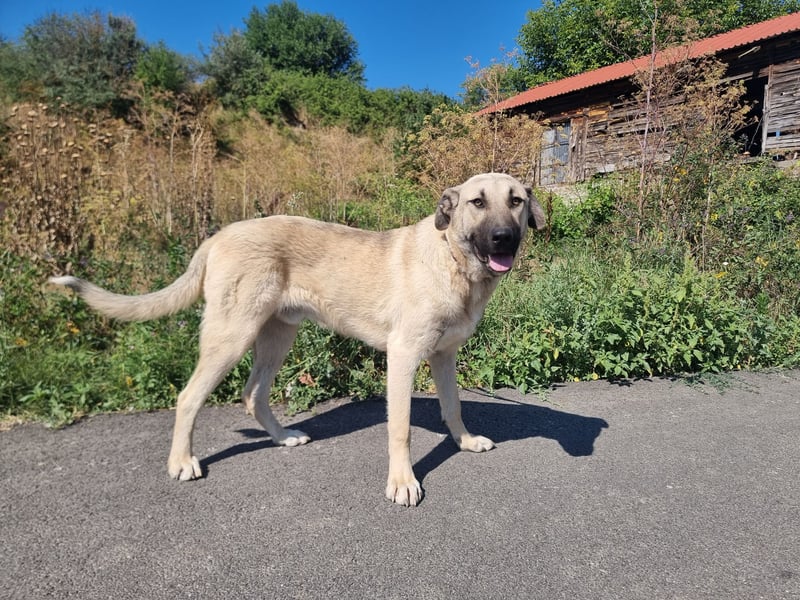 Nick – vom kleinen Kämpfer zum großen Herzenshund sucht seine Familie