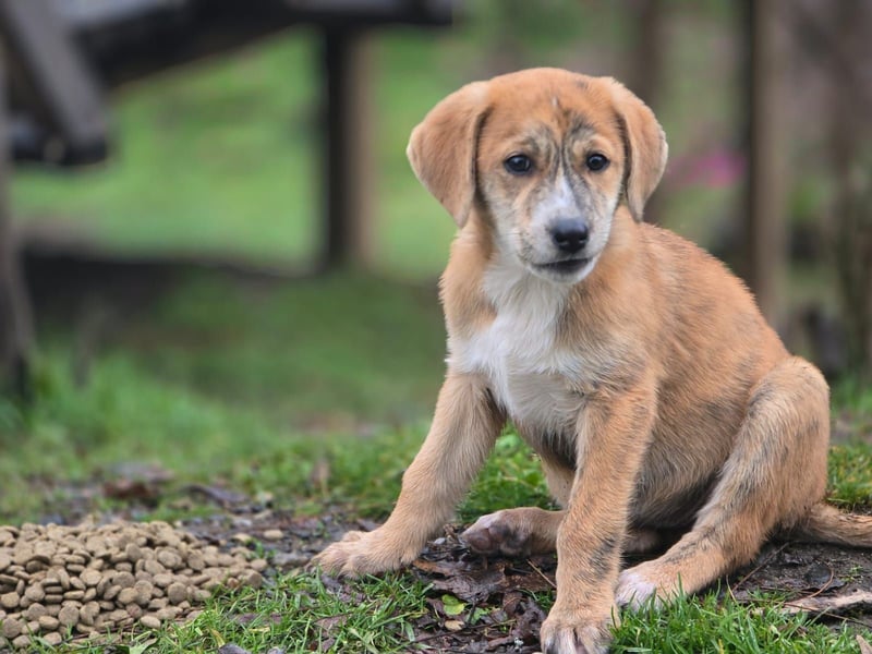 Vanilla - ein kleiner Sonnenschein auf vier Pfoten