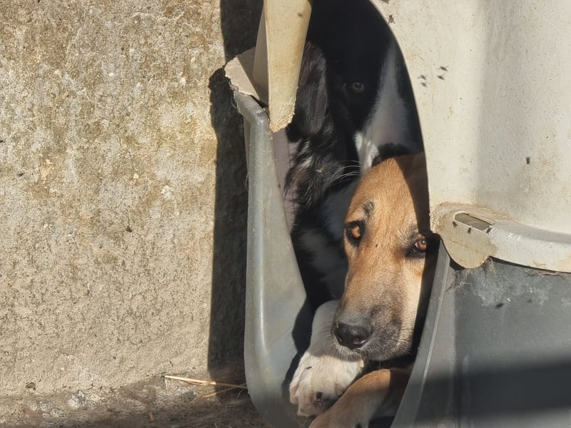 Eda möchte Dein Herz erobern!