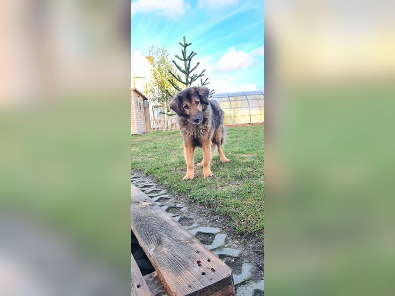 Senior Silas sucht seinen Ruhestand – ein souveräner Begleiter mit großem Herz