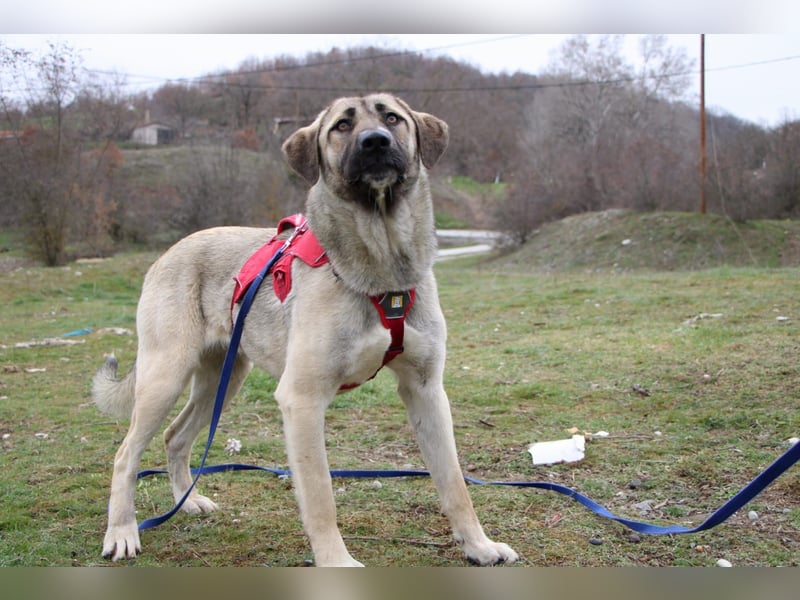 Nala – Sanfte Hündin mit großem Herz, sucht ein liebevolles Zuhause!
