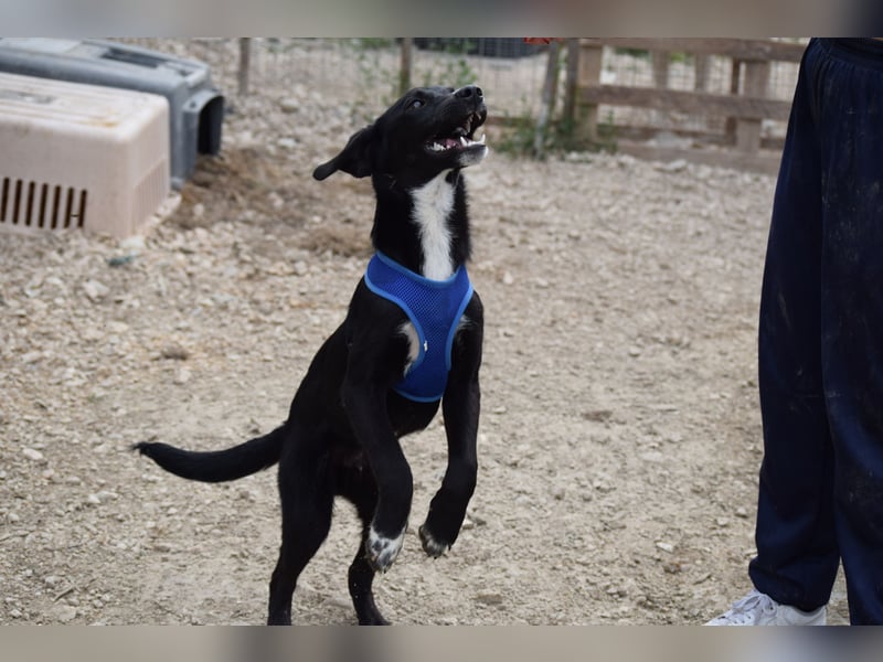 Ein Welpe voller Hoffnung und Energie