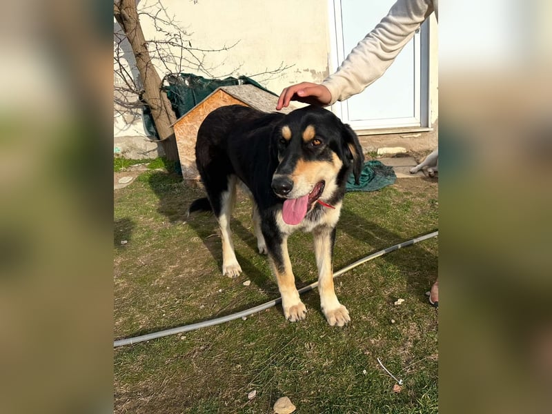 Rasvan - sanfter Riese sucht sein Glück