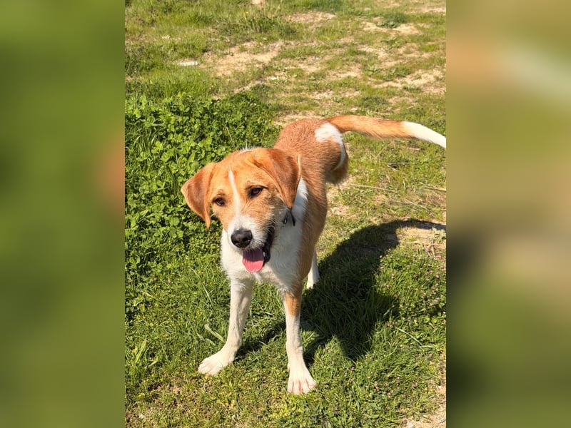 Karli - ein lebensfroher Familienhund sucht Dich!