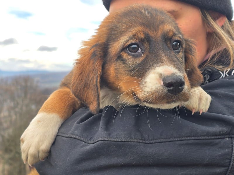 Chilli sucht ihren Menschen