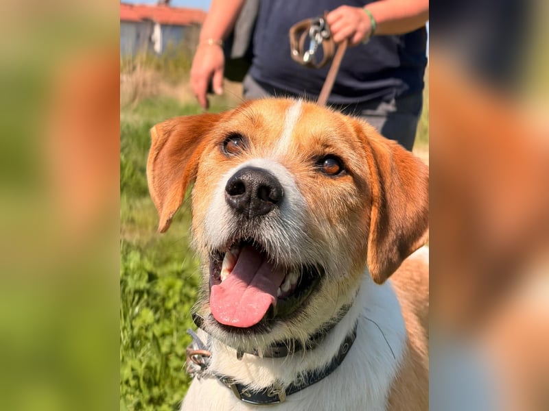 Karli - ein lebensfroher Familienhund sucht Dich!