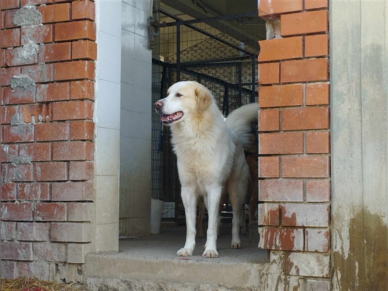James - liebevolles Zuhause für ihn gesucht