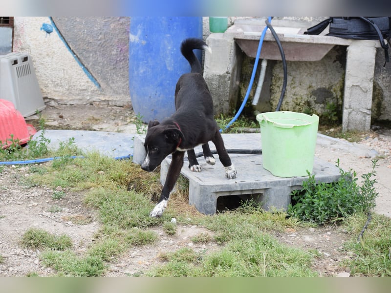 Ein kleiner Überlebender sucht sein Glück