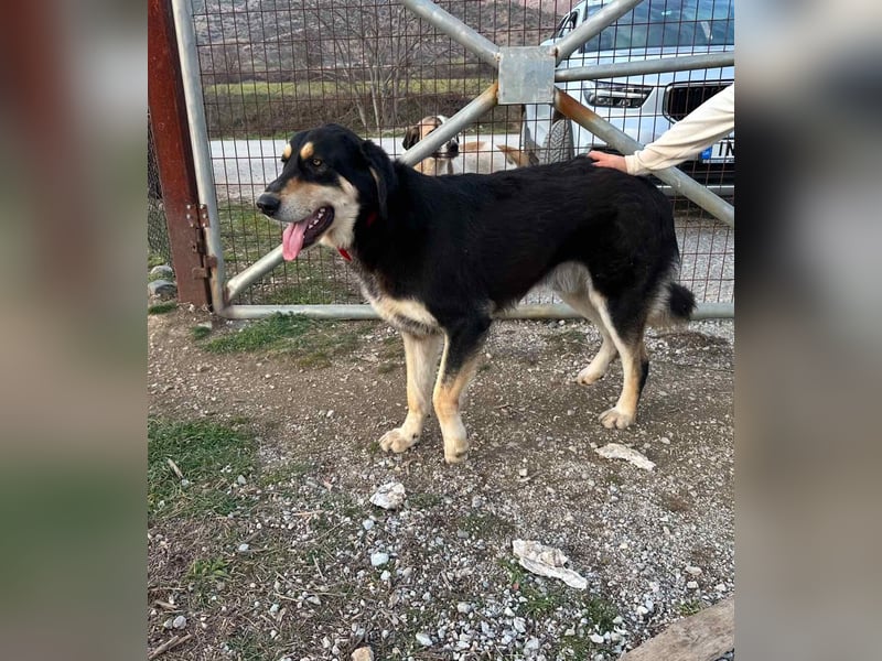 Rasvan - sanfter Riese sucht sein Glück