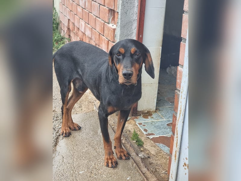 Fotis - sanfter Tanzbär voller Lebensfreude sucht sein Zuhause für immer!