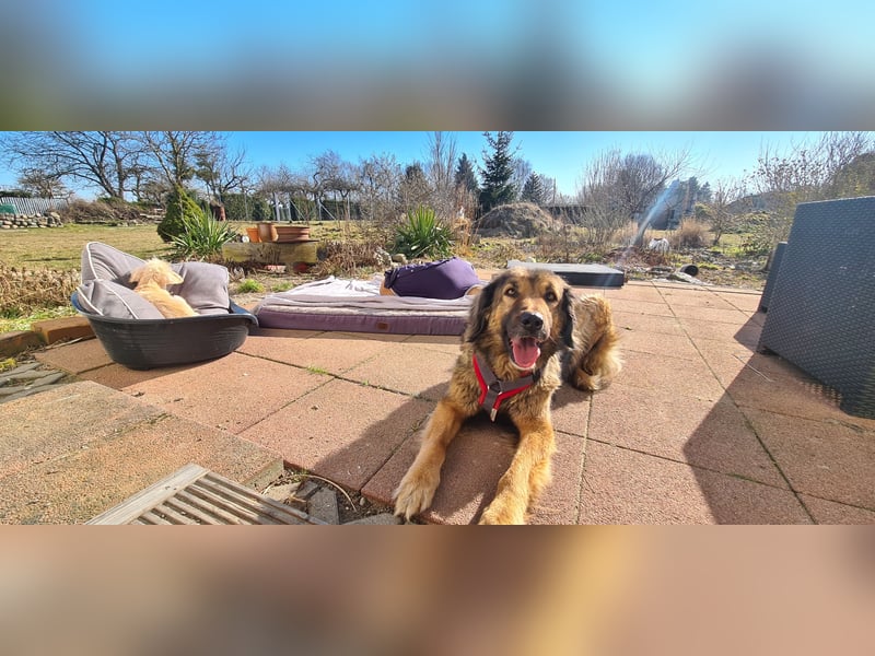 Senior Silas sucht seinen Ruhestand – ein souveräner Begleiter mit großem Herz