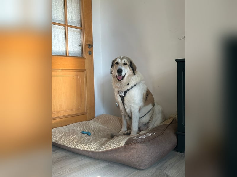 Gaia – eine treue Weggefährtin sucht ihr Für-immer-Zuhause